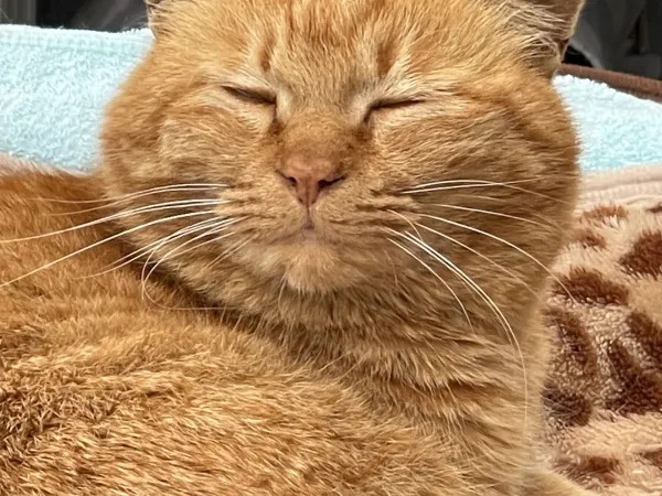 マイケル運転代行サービス 堺市南区