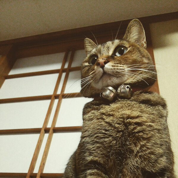 11(イレブン)運転代行 加美郡加美町